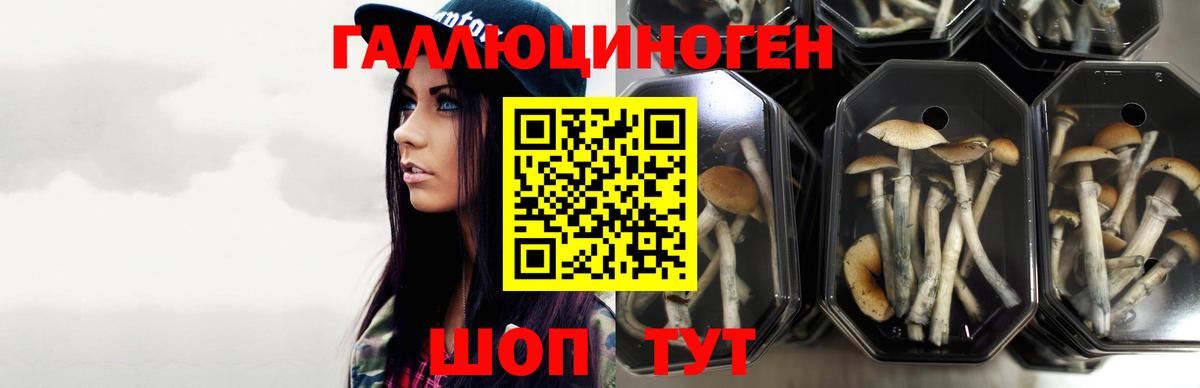 Псилоцибиновые грибы мицелий Михайловка